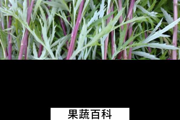 果蔬百科藜蒿的功效与作用