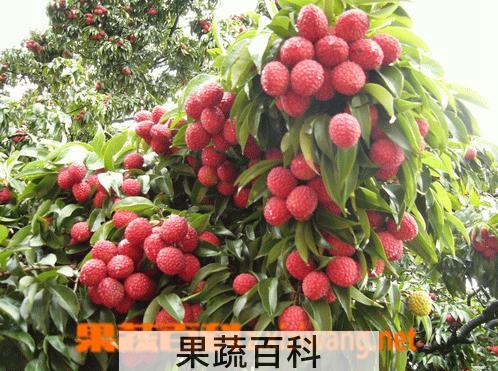 果蔬百科荔枝