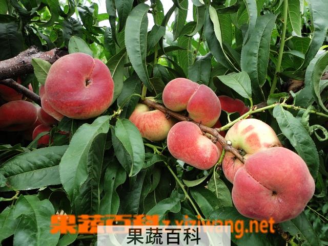 果蔬百科