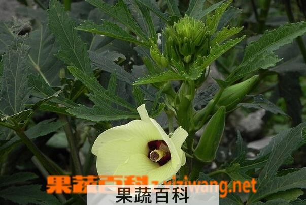 果蔬百科黄秋葵的营养价值