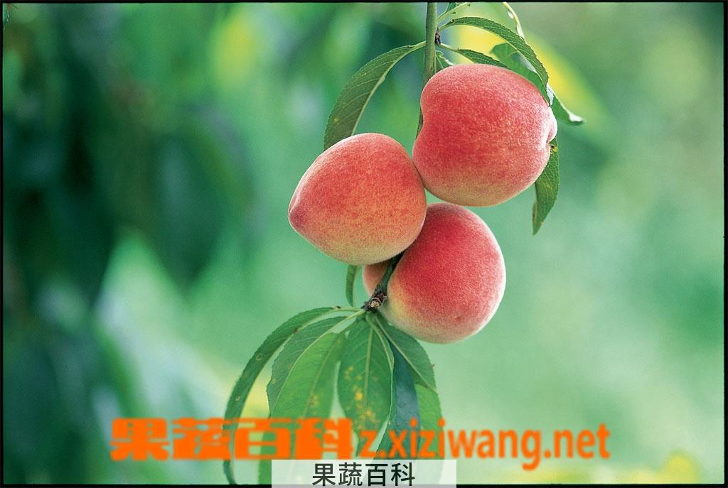 果蔬百科水蜜桃