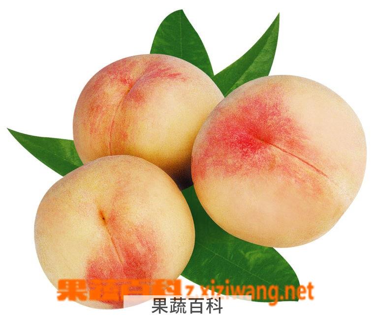 果蔬百科水蜜桃
