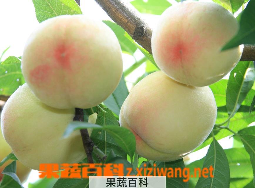 果蔬百科水蜜桃