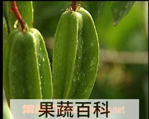 果蔬百科杨桃