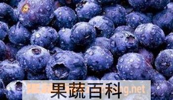 果蔬百科蓝莓酒