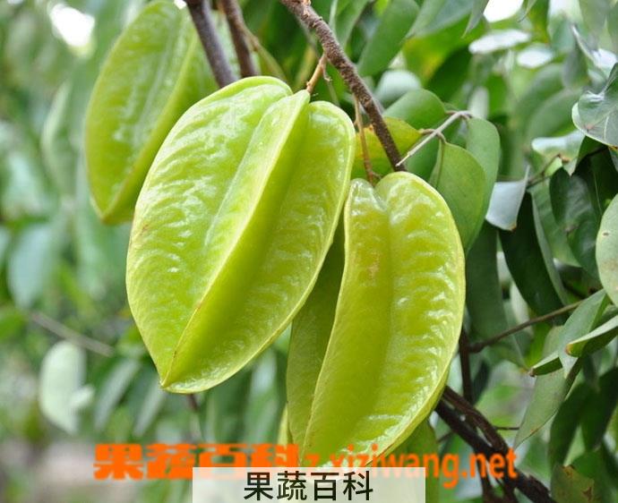果蔬百科杨桃