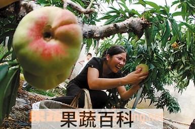 果蔬百科蟠桃