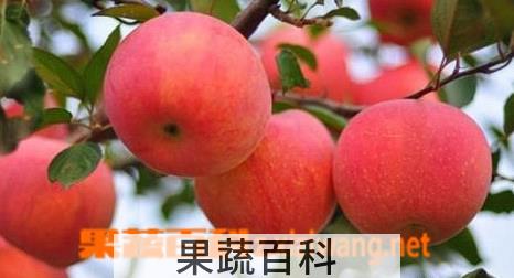 果蔬百科苹果