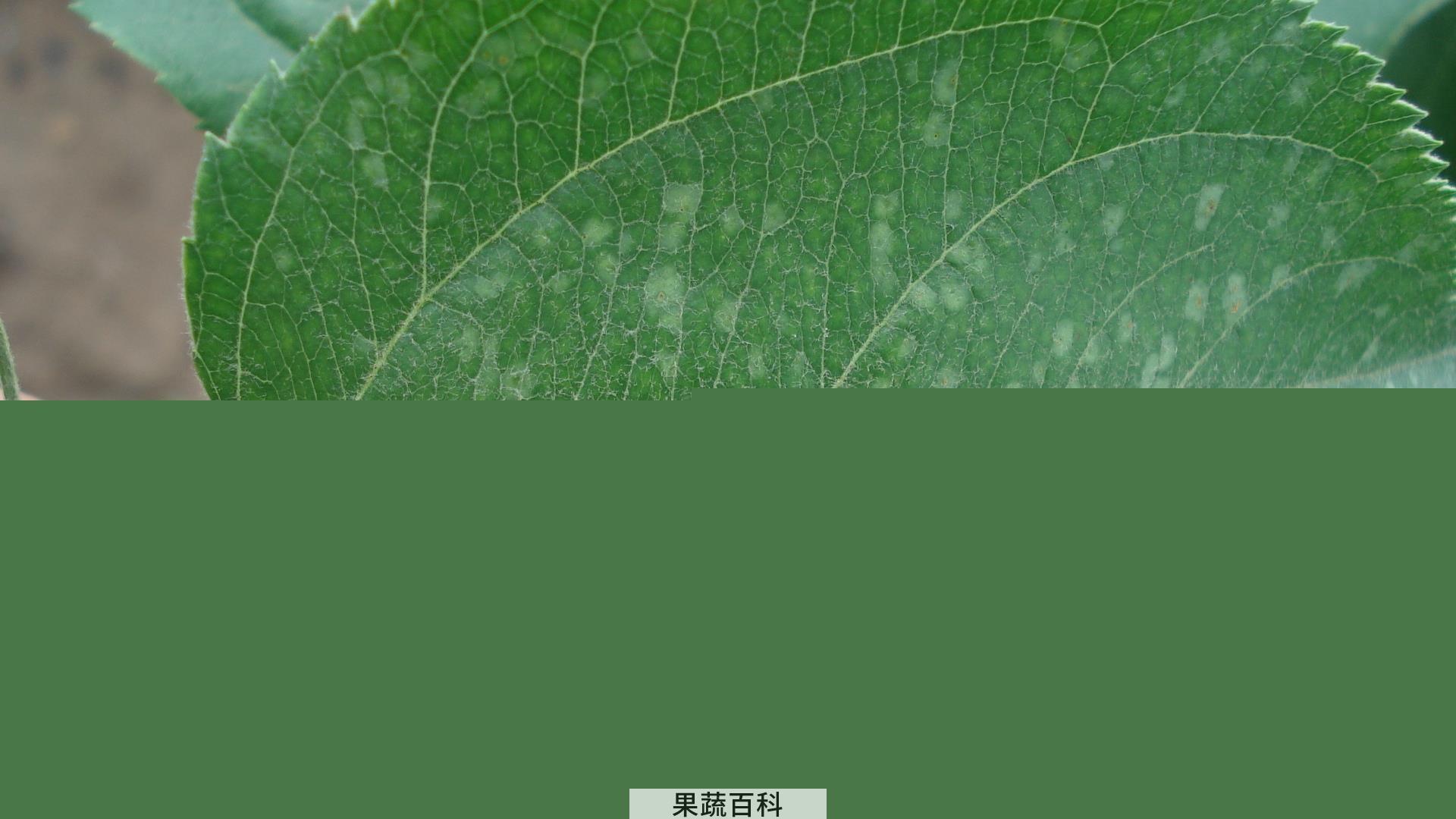 果蔬百科苹果叶