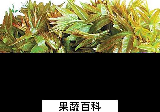 果蔬百科吃香椿的禁忌
