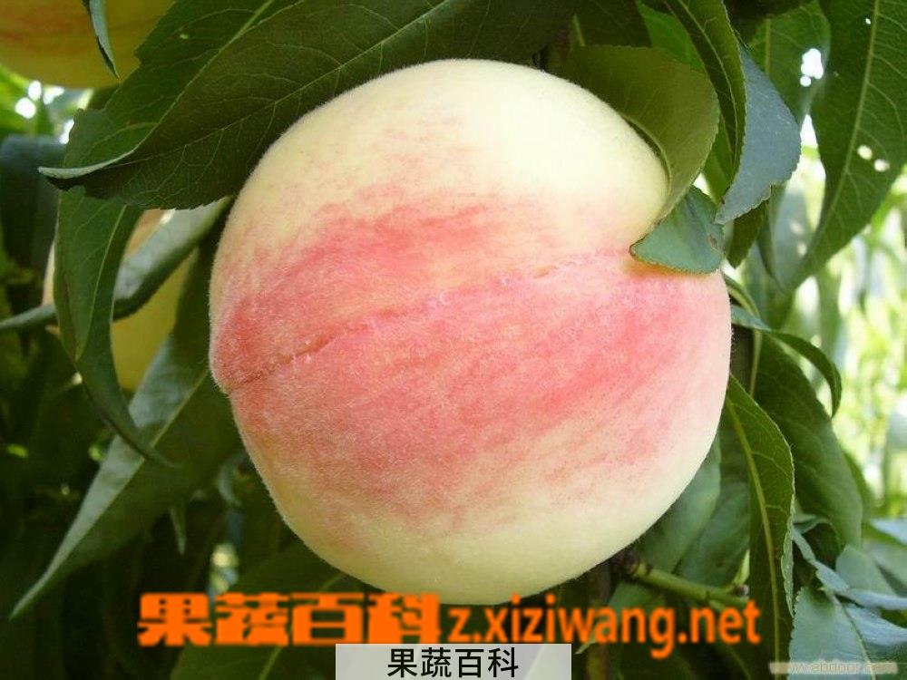 果蔬百科水蜜桃