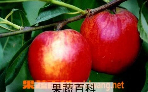 油桃和普通桃子的区别 油桃和普通的桃哪个营养价值高