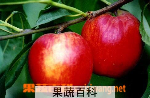 果蔬百科油桃