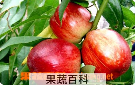 果蔬百科油桃