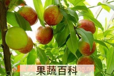 果蔬百科油桃