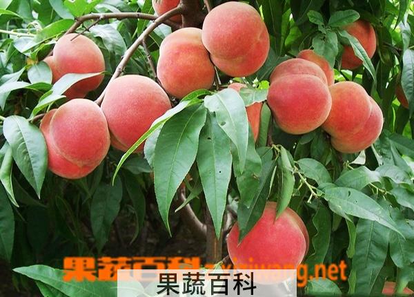 果蔬百科桃子