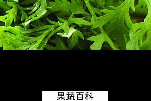 果蔬百科芹菜叶的功效与作用