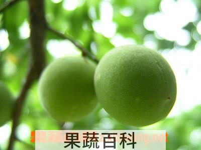 果蔬百科梅子