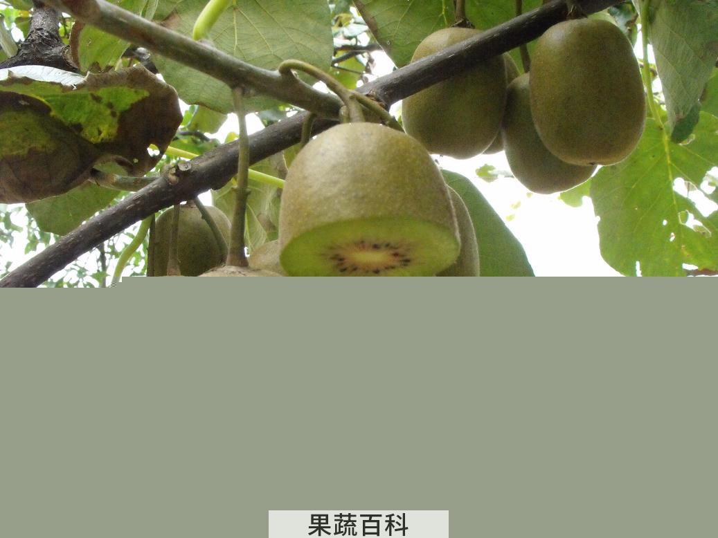 果蔬百科猕猴桃