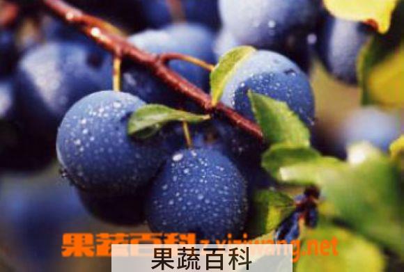 果蔬百科酸梅