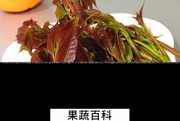果蔬百科香椿的营养价值与功效