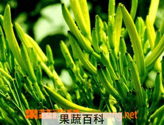 果蔬百科金针菜长什么样子 金针菜有毒吗