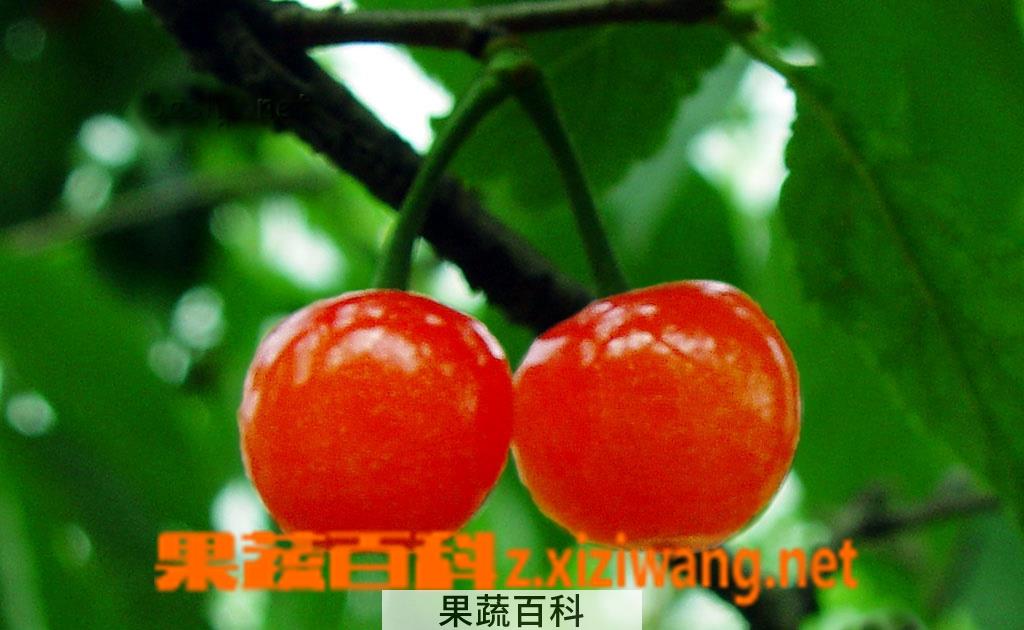 果蔬百科