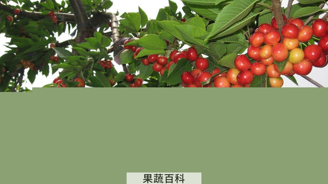 果蔬百科樱桃