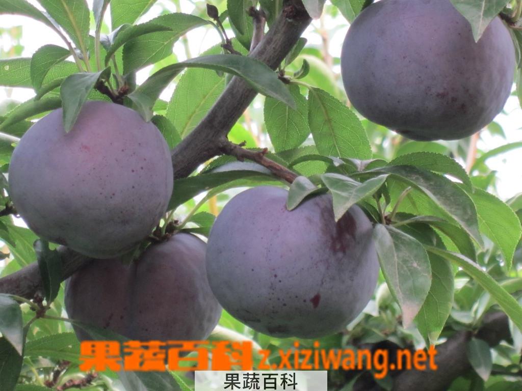 果蔬百科黑李子