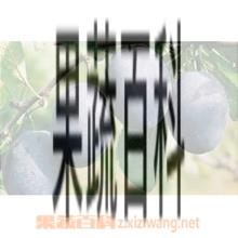 果蔬百科黑李子