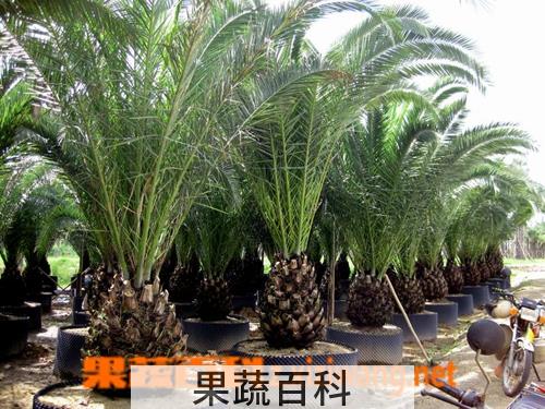 果蔬百科海枣