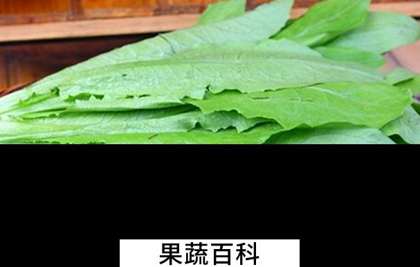 果蔬百科油麦菜的功效与作用