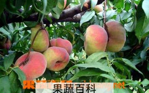 蟠桃的储存方法视频 蟠桃的储存方法有哪些