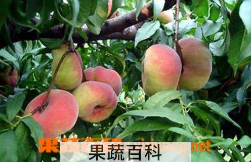 果蔬百科蟠桃