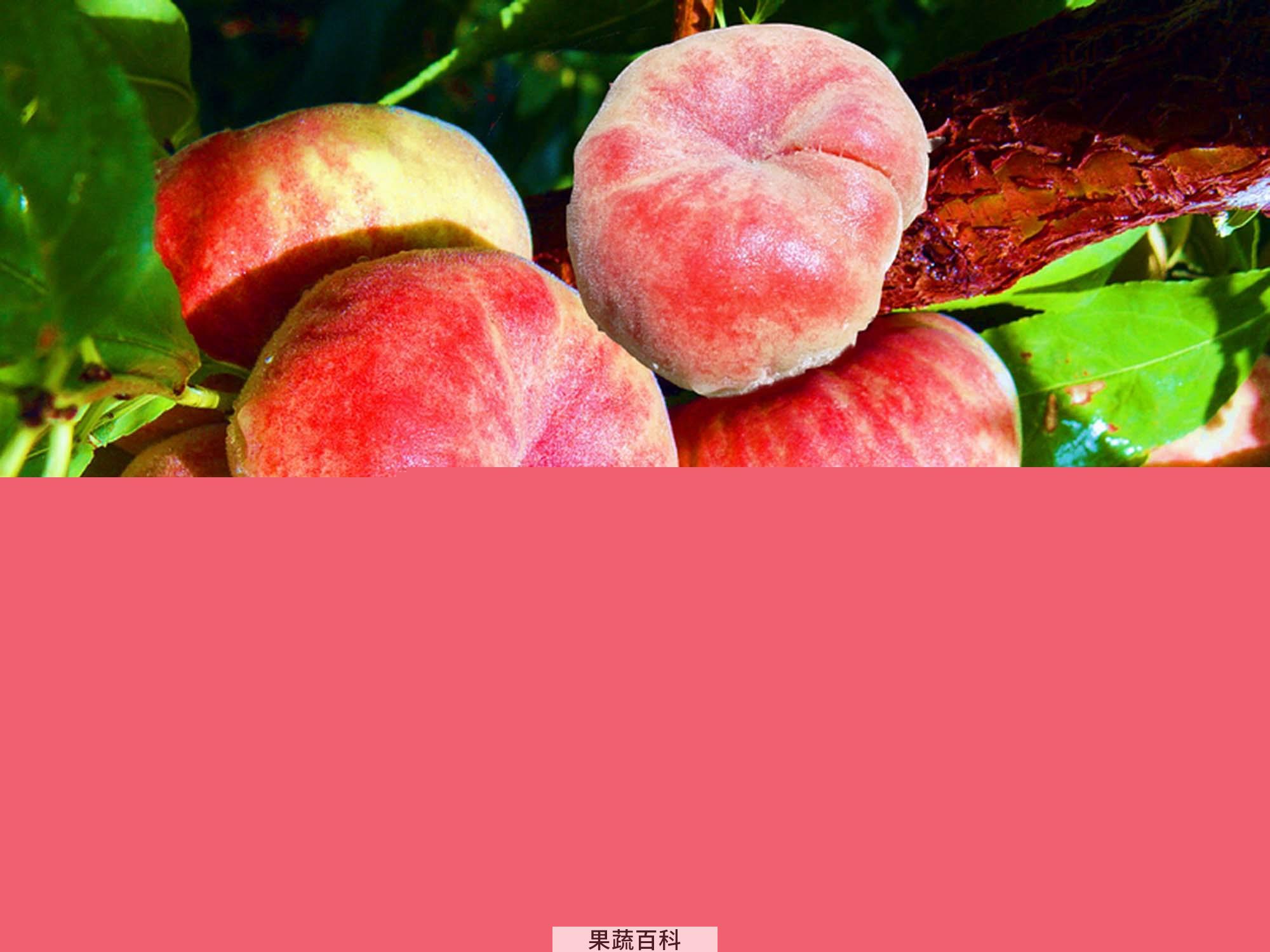 果蔬百科蟠桃