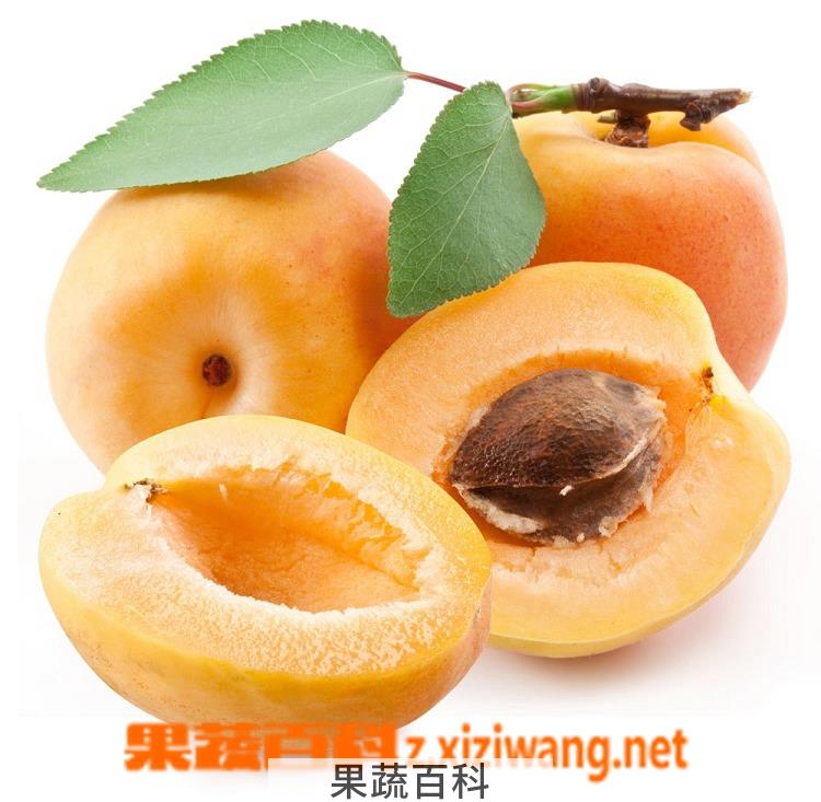 果蔬百科黄杏