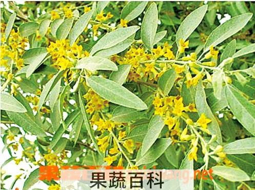 果蔬百科沙枣花