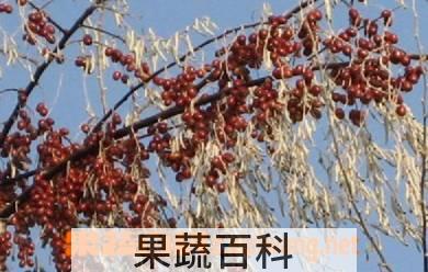 果蔬百科沙枣