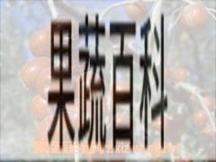 果蔬百科沙枣