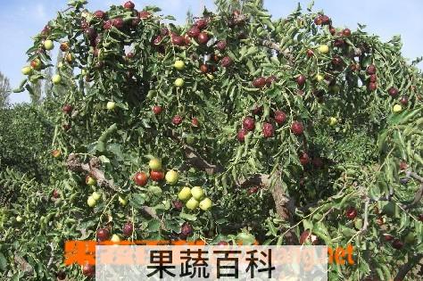 果蔬百科沙枣