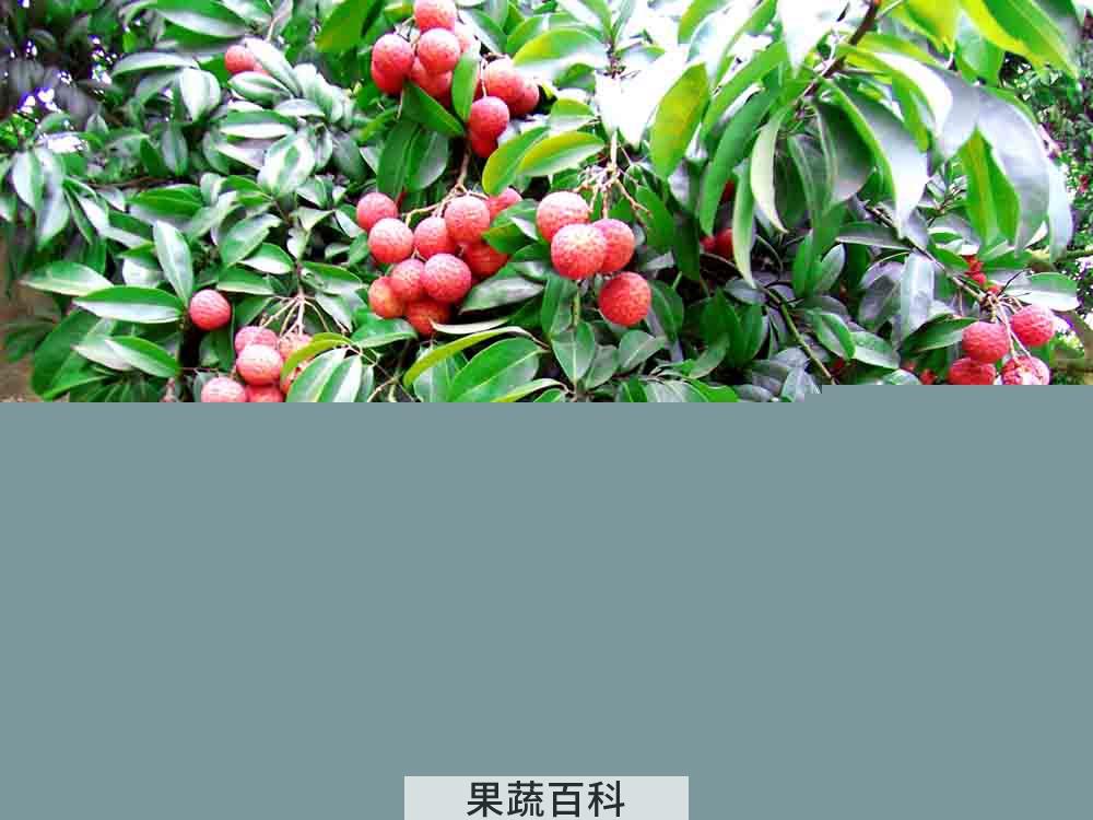 果蔬百科荔枝