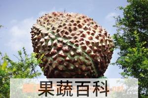 果蔬百科荔枝