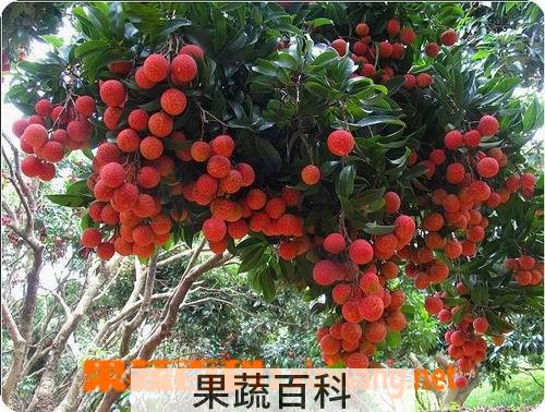 果蔬百科荔枝