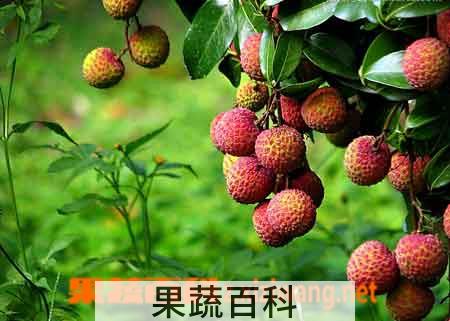果蔬百科荔枝