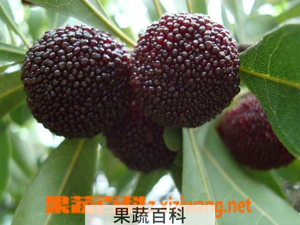 果蔬百科杨梅