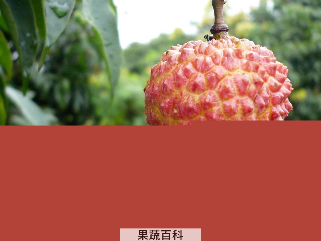 果蔬百科荔枝