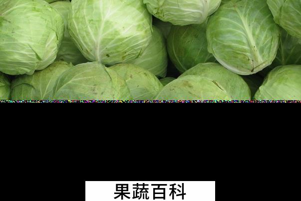 果蔬百科包菜的功效与作用