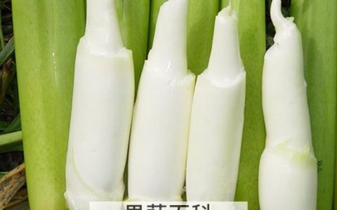 茭白的功效与作用茭白禁忌人群 茭白的功效与副作用
