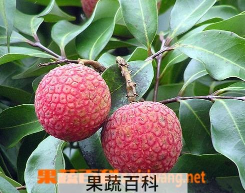 果蔬百科荔枝
