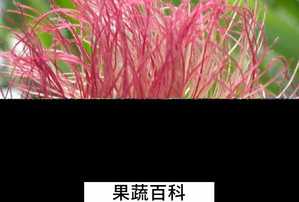 果蔬百科玉米须的药用价值与功效